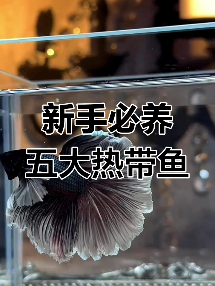适合新手养的五种热带鱼,超易上手!