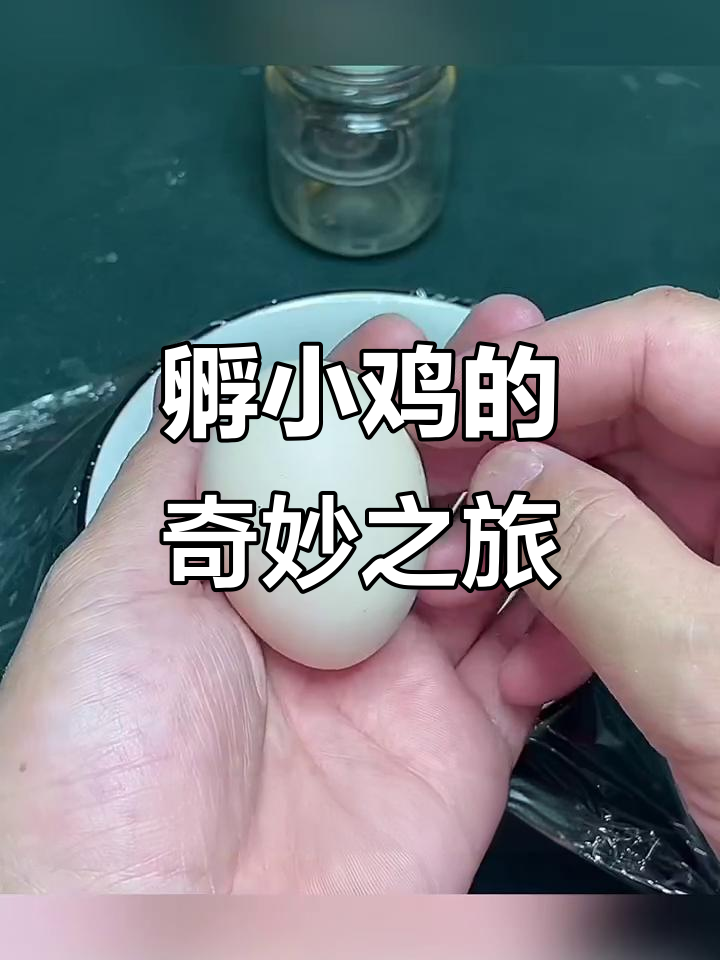 鸭蛋壳孵化小鸡，双黄蛋意外来袭！