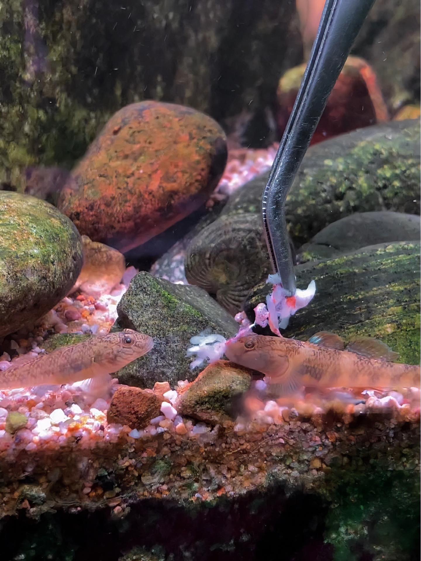 这条小子陵波氏来精神得很,抢食简直快接近死亡翻滚 溪流缸 原生鱼 虾虎