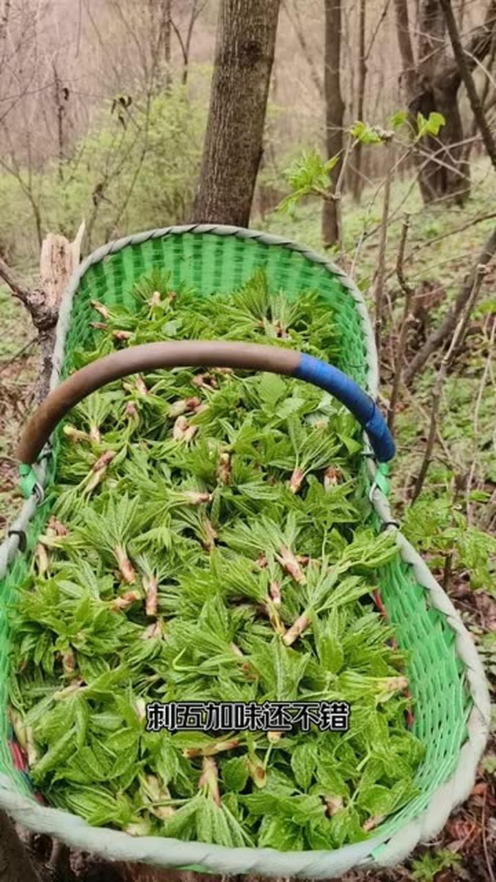 给你介绍几种东北山野菜!
