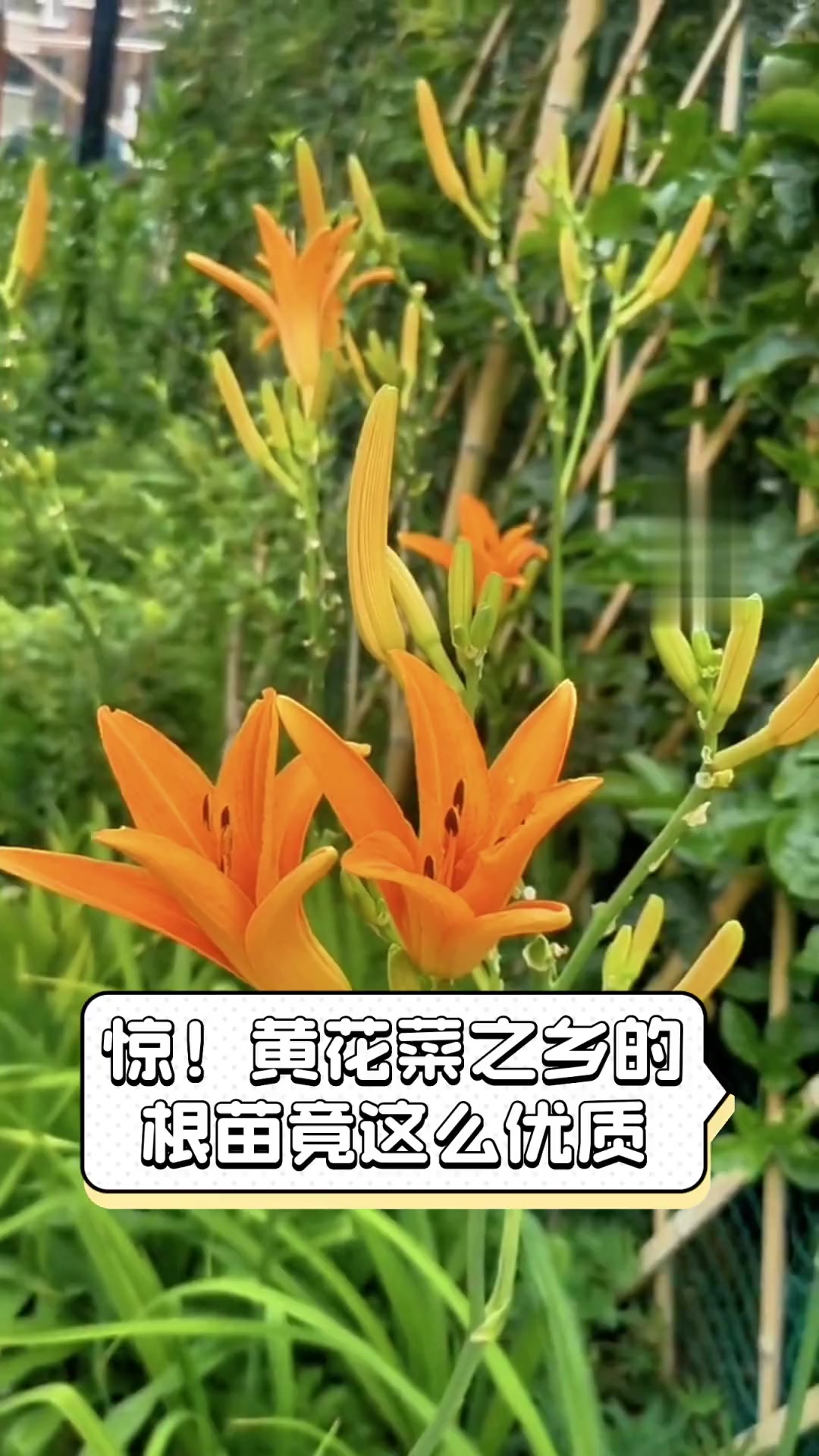 惊!黄花菜之乡的根苗竟这么优质