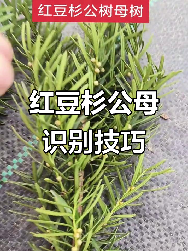 如何区分红豆杉公母，掌握这些特征轻松辨别