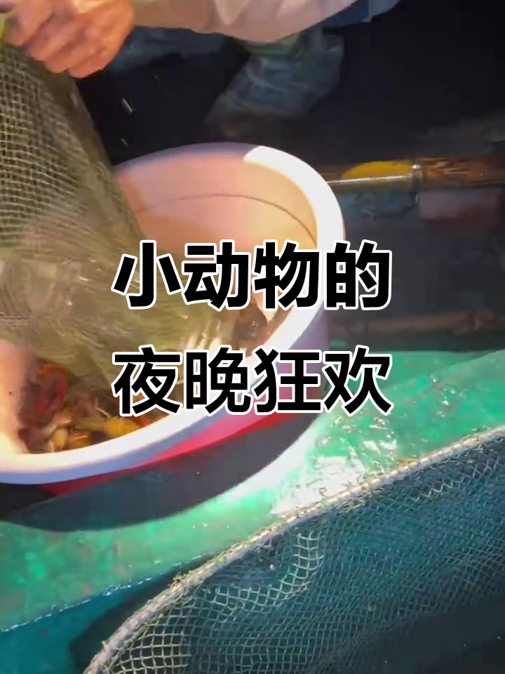 夜幕降临，虾龙村的小动物们开始活跃了！