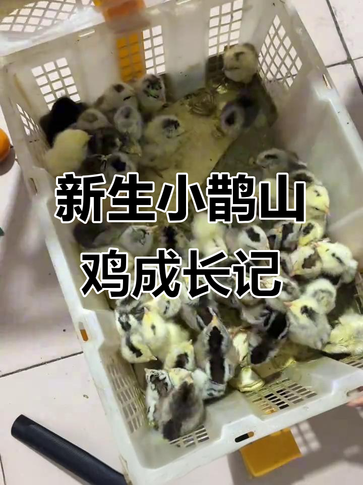 鹊山鸡苗到家,聪明小鸡自己找食吃