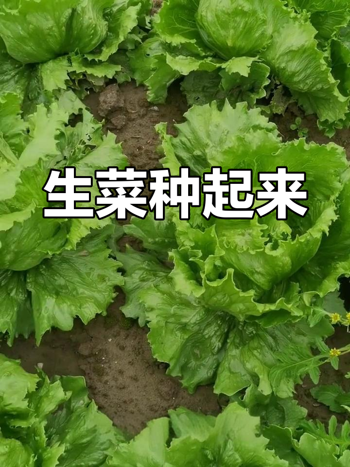 结球生菜:脆甜口感,秋季种植最佳