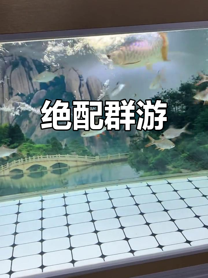 龙鱼与泰国鲫搭配,群游效果震撼,视觉盛宴!