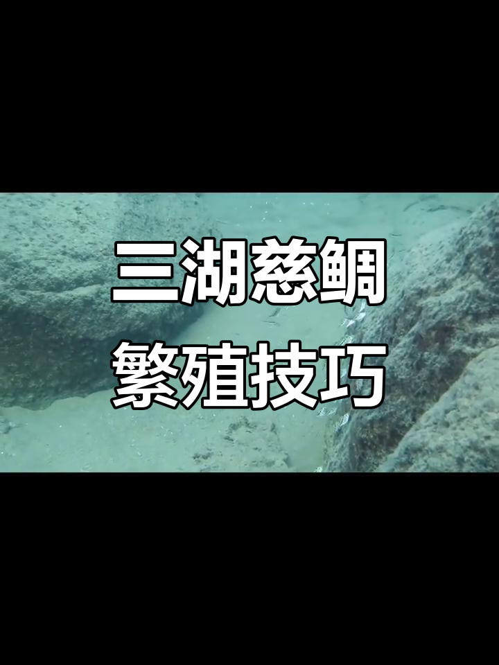 三湖慈鲷的三种繁育方式,揭秘珊瑚瓷雕如何应对生存挑战