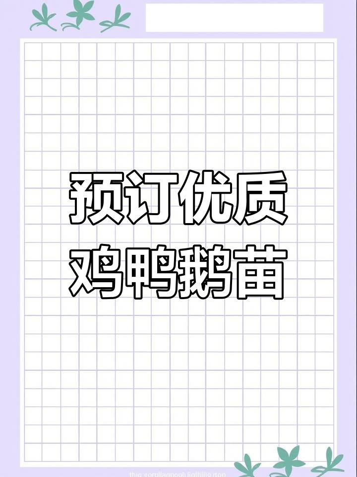 预定380纯红毛公鸡苗、鸭苗与大三花鹅苗,品质保障
