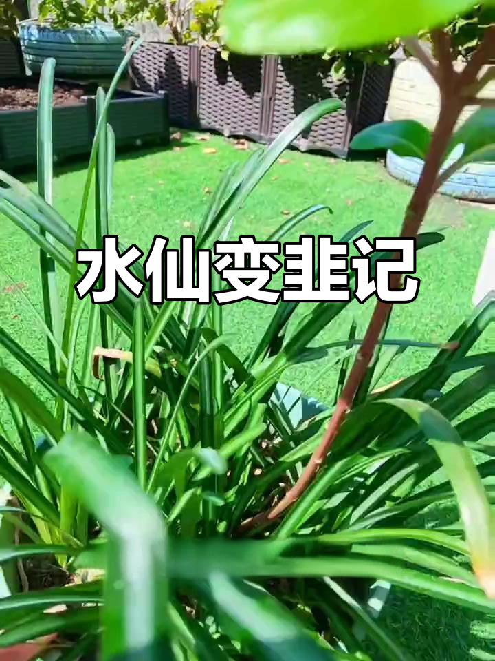 两年了,洋水仙不开花,长得像韭菜一样,真是奇怪!
