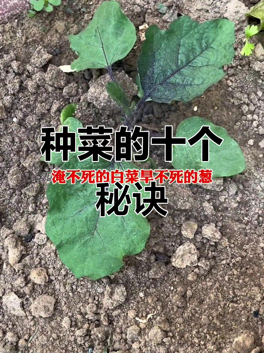 蔬菜种植十大谚语，教你如何种出健康绿色菜园