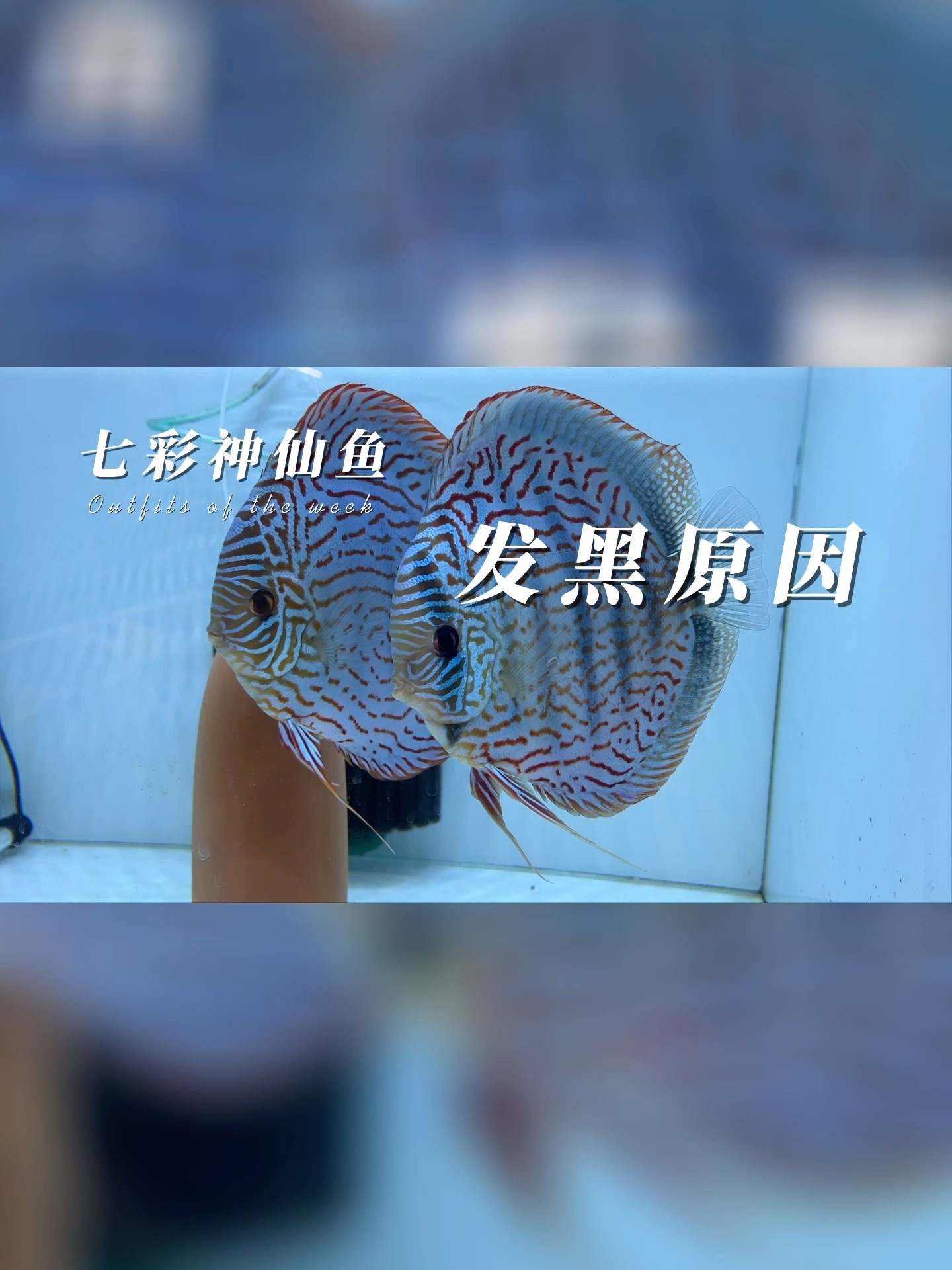 七彩神仙鱼身体发黑可能是因为以下六点原因