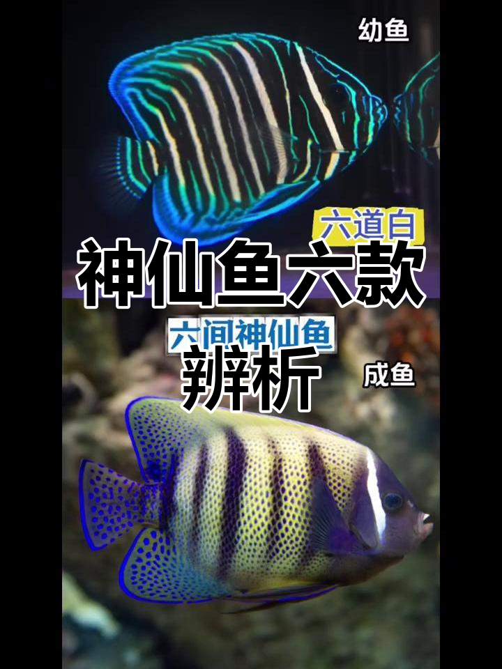 六种神仙鱼幼时撞脸，长大后差异巨大