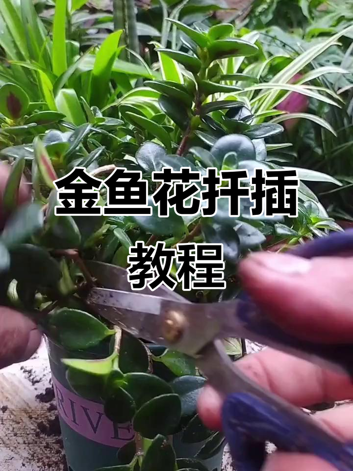 金鱼吊兰枝条扦插技巧，轻松生根成活