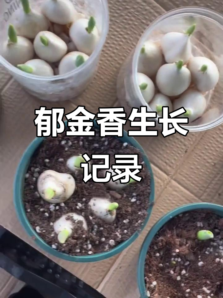 郁金香栽种15天，水培长得快，发芽情况大揭秘