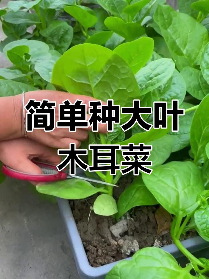 大叶木耳菜,营养丰富口感好,阳台种植轻松摘