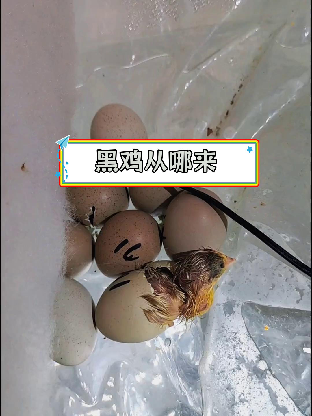 小鸡生蛋的秘密