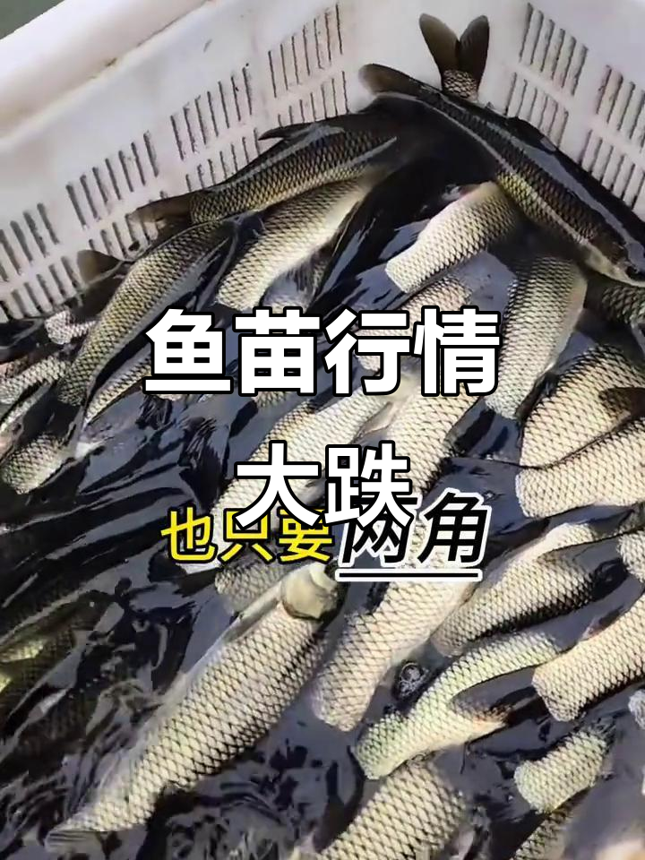 鱼苗价格一夜回到十年前,花鲢、草鱼超便宜