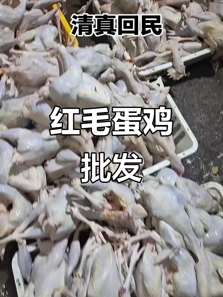 红毛蛋鸡白条鸡批发,新鲜配送无中间商