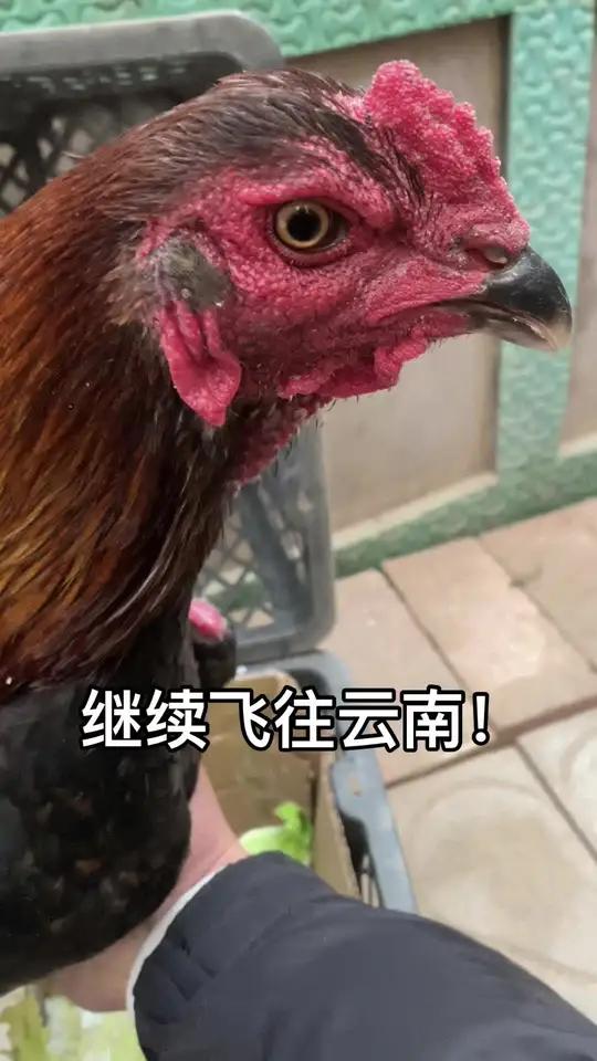 继续飞往云南!斗鸡高质量斗鸡斗鸡战斗公鸡公鸡中的战斗机