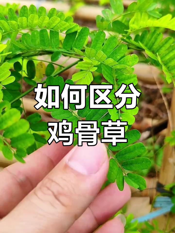 鸡骨草与相思子的区别解析