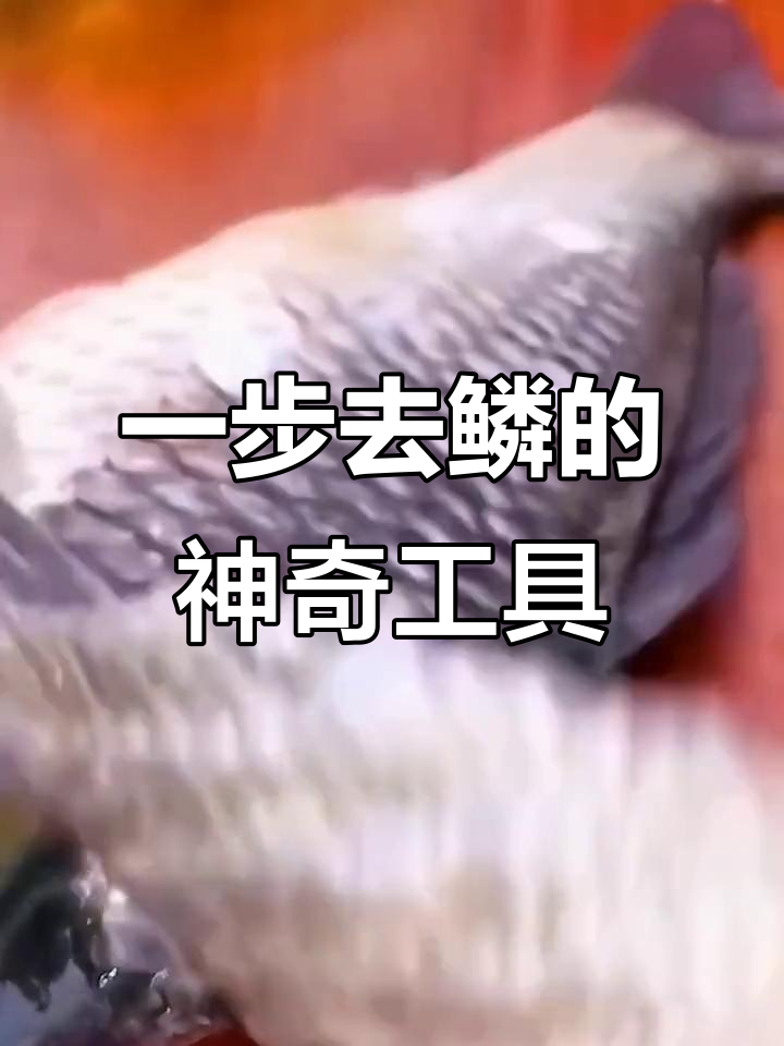 轻松去鳞,一步到位!鱼肚刀刮鳞器让杀鱼更简单