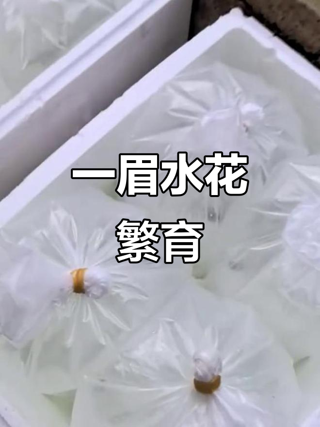 一眉道人鱼繁殖,十万早发!