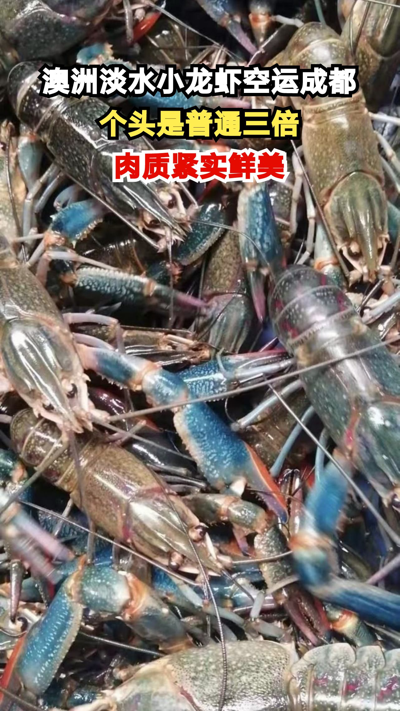 跨越半个地球的澳洲淡水小龙虾空降成都，个头竟是普通小龙虾的三倍！