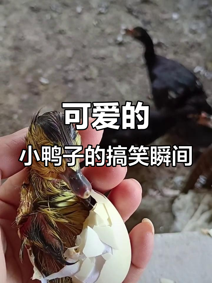 小鸭子太可爱了，竟然做出这种表情！