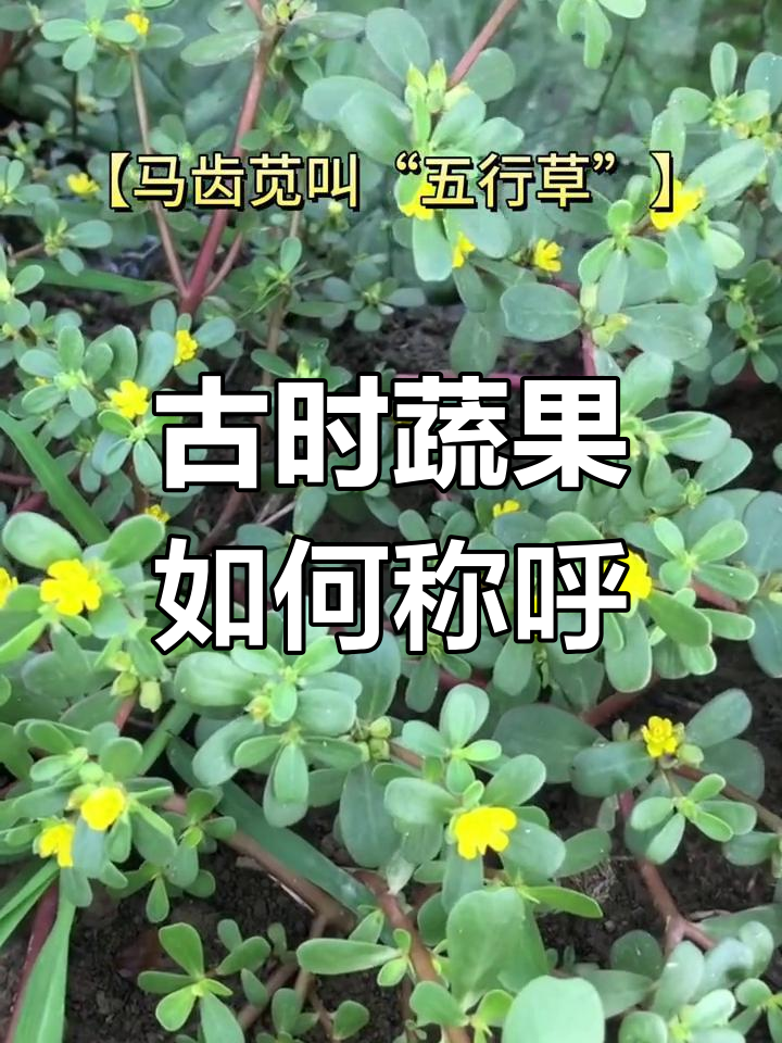 古代蔬菜的别称,你了解吗?