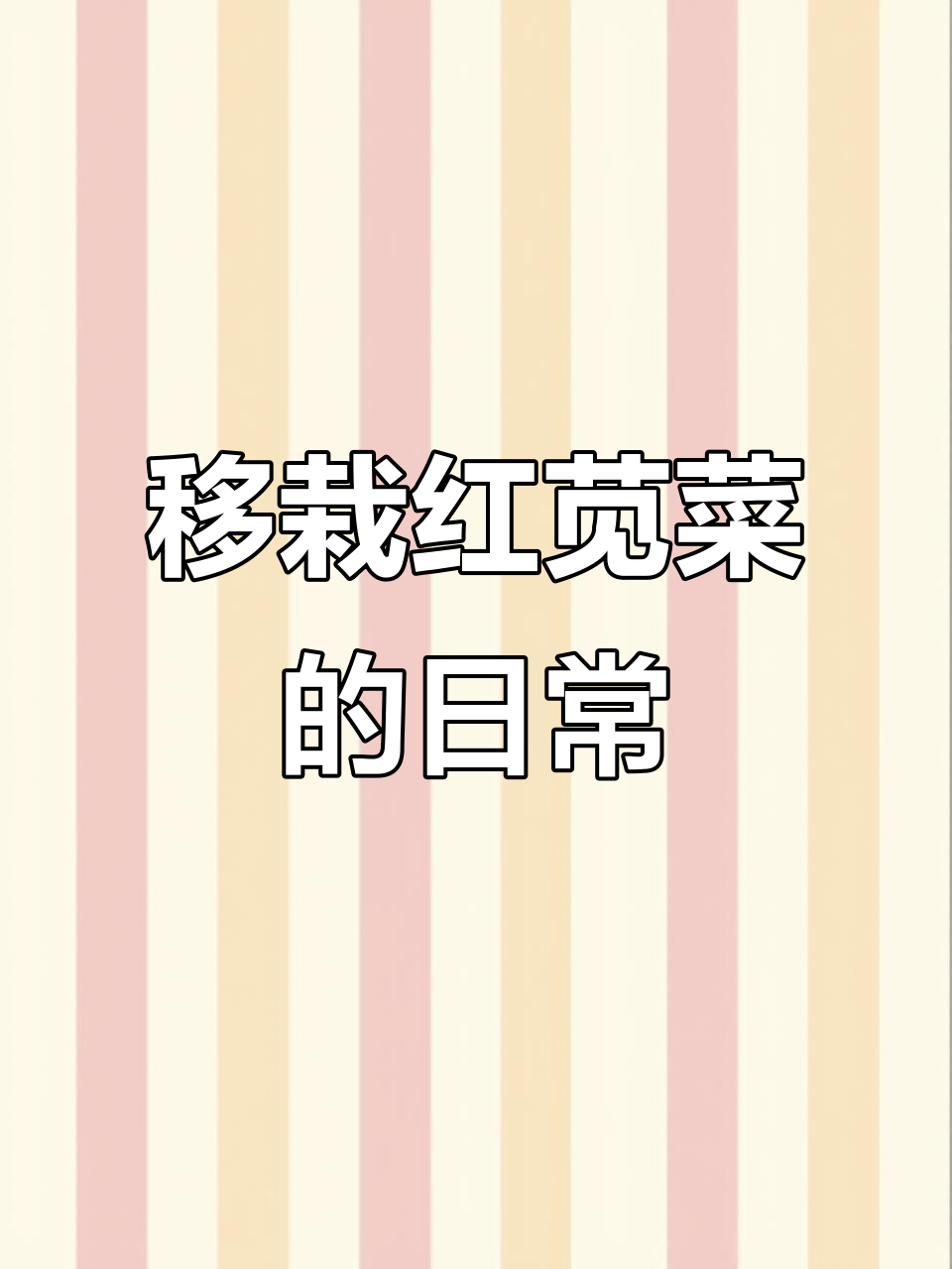 红苋菜移栽技巧，轻松种出美味蔬菜