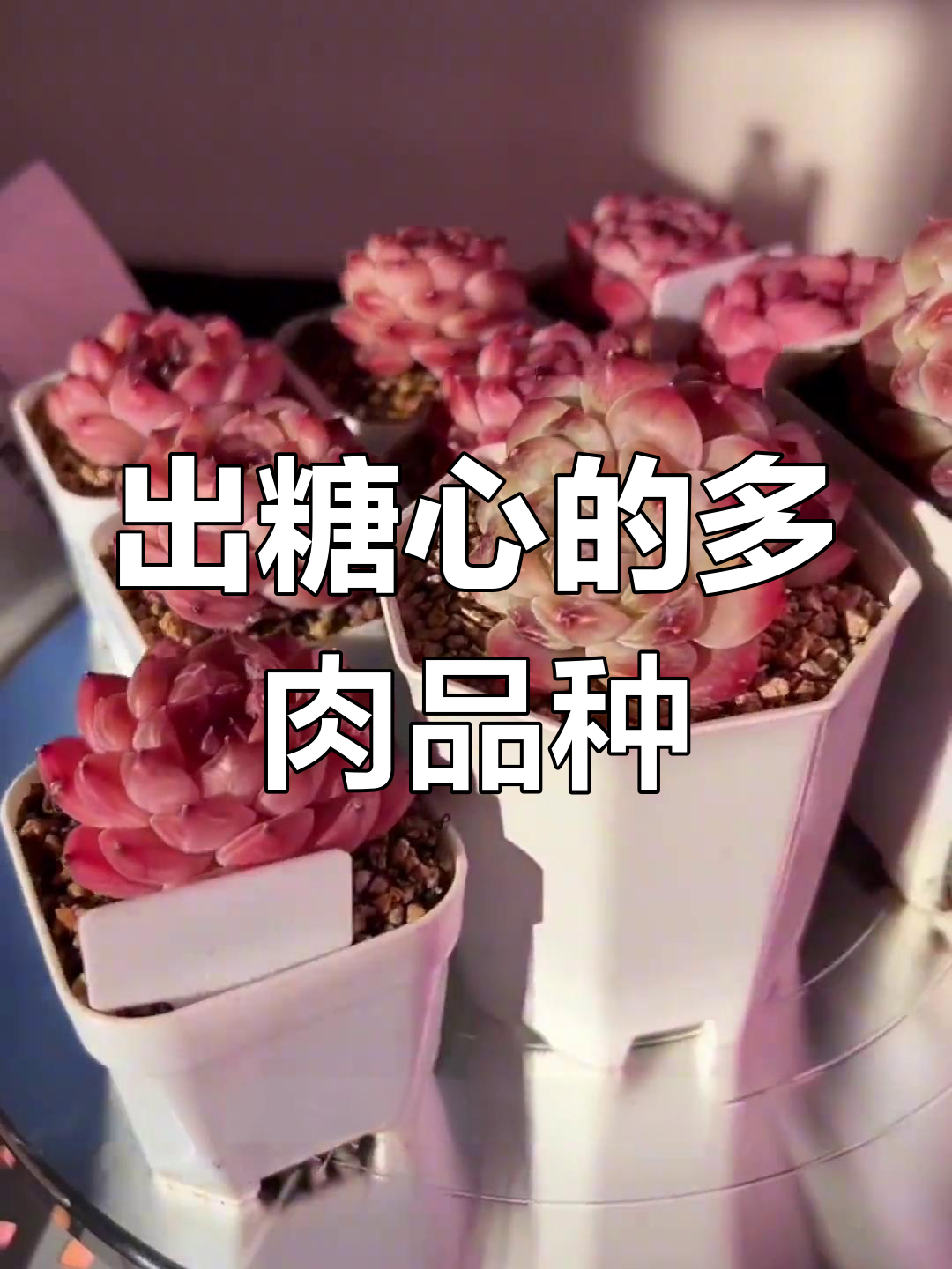 揭秘那些拥有糖心效果的多肉植物,美丽又独特