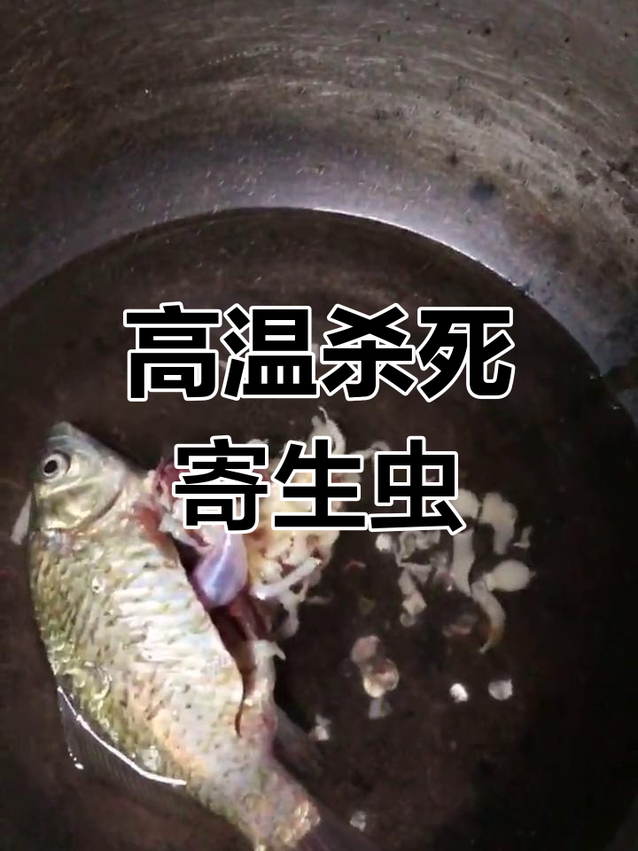 鱼肚里的面条虫,高温杀灭