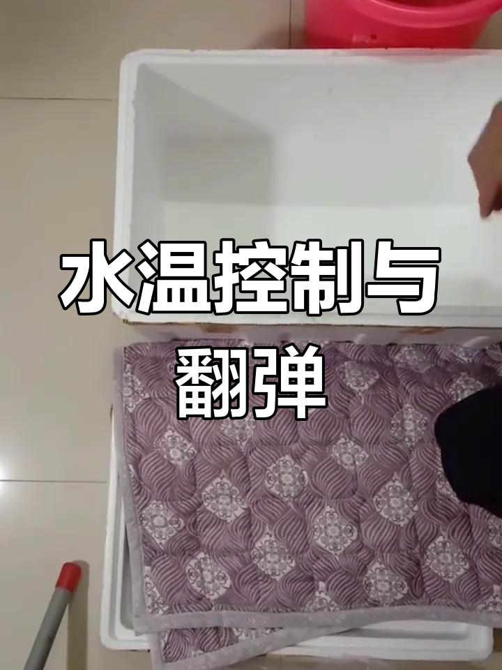 孵化小鸡第一天:热水袋孵蛋技巧