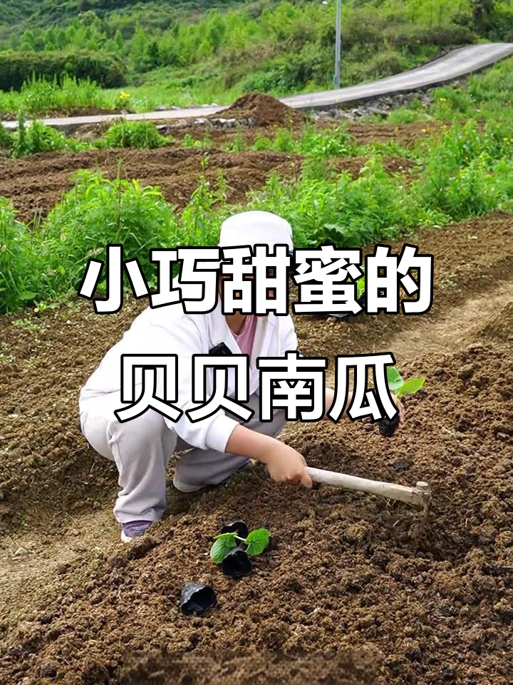 贝贝南瓜种植技巧：迷你甜瓜，轻松收获