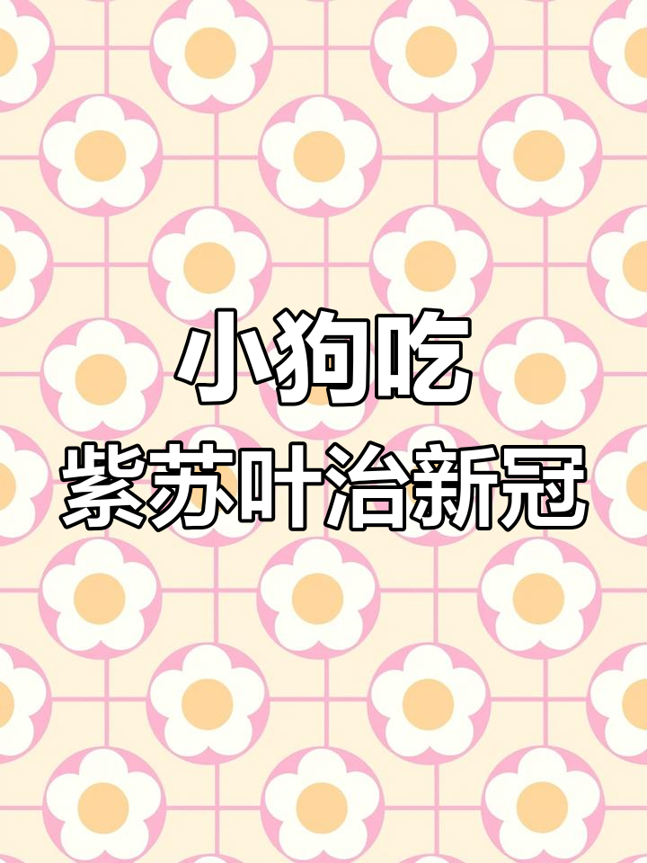 中华田园犬自寻草药治愈新冠,主人却因西药无效咳嗽不止