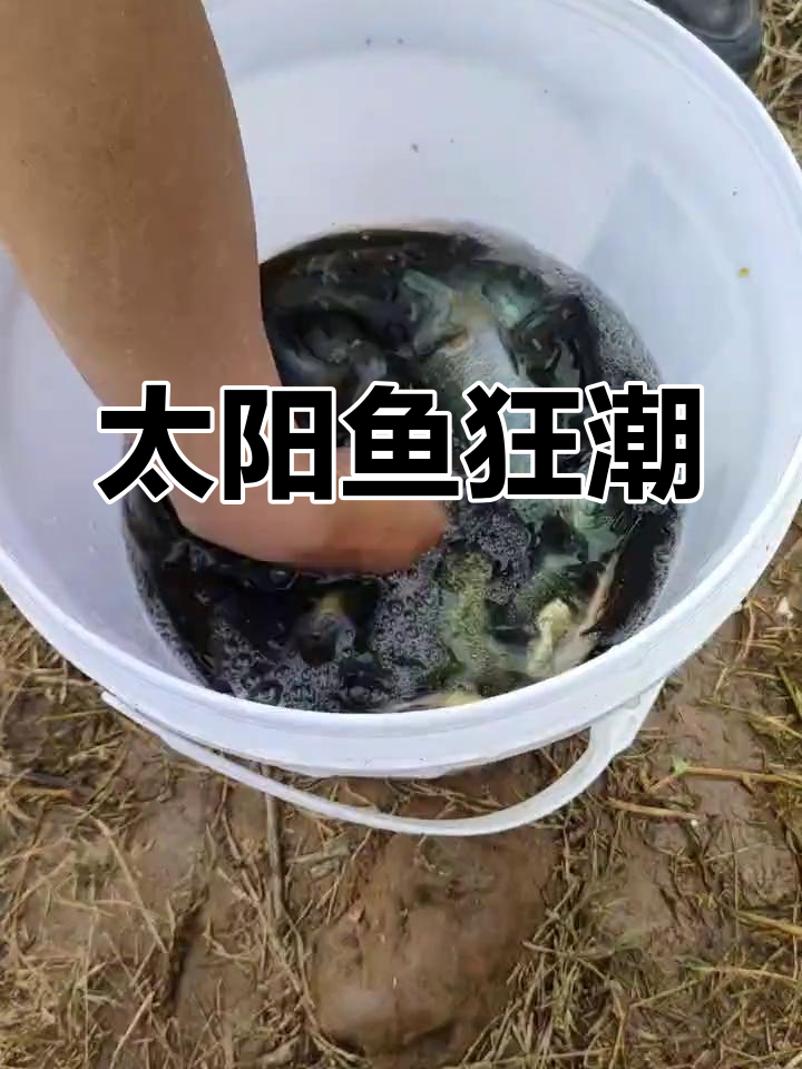 三岔湖太阳鱼大爆发,钓鱼爱好者速来!