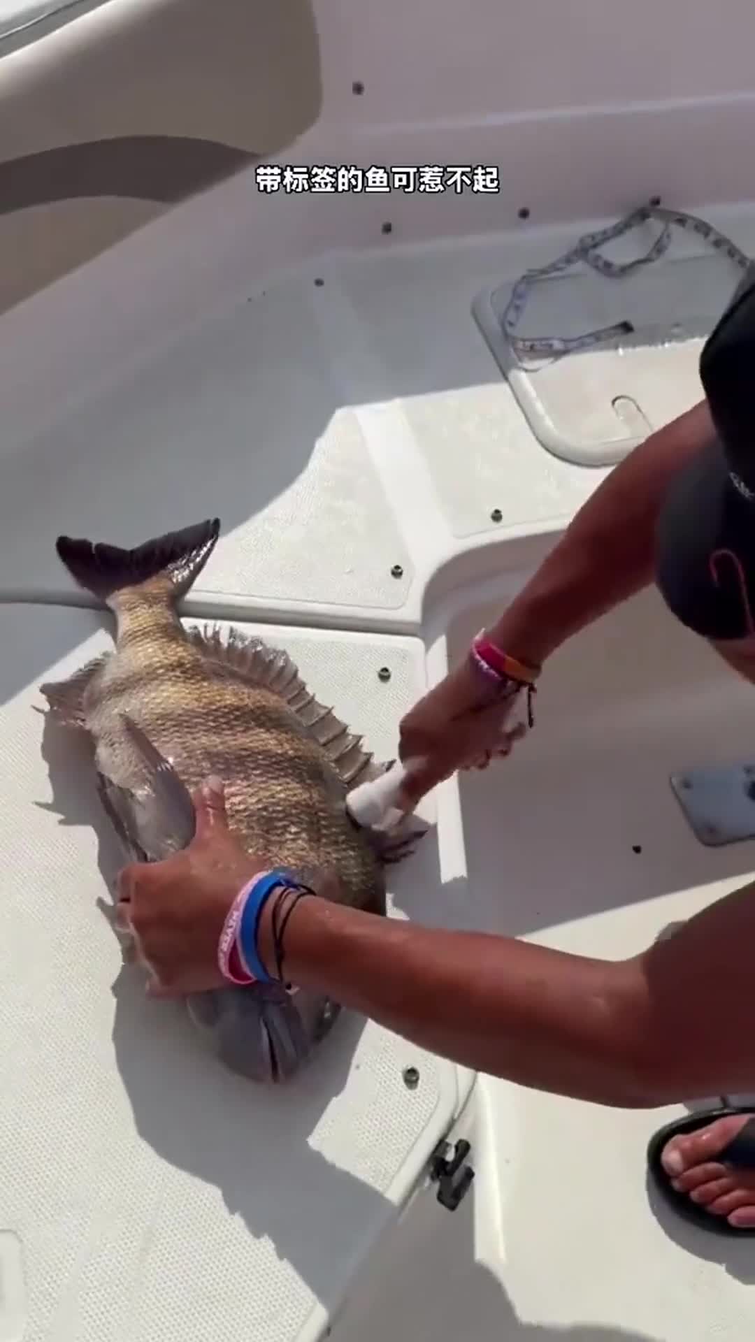 带标签的鱼可惹不起 钓鱼