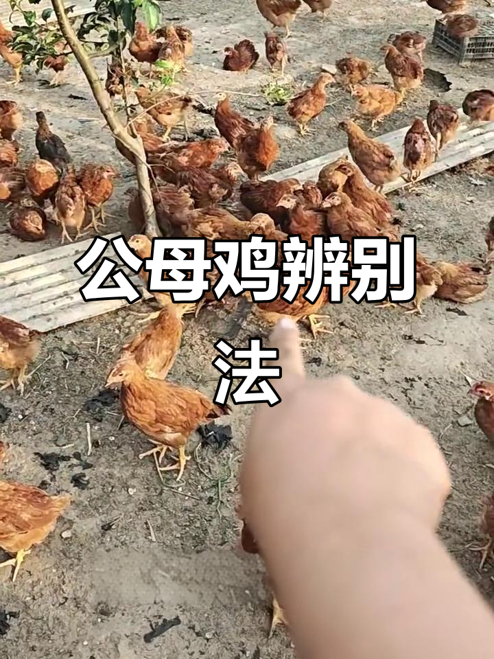 分辨公母鸡苗的秘诀，小尾巴一翘就知男女