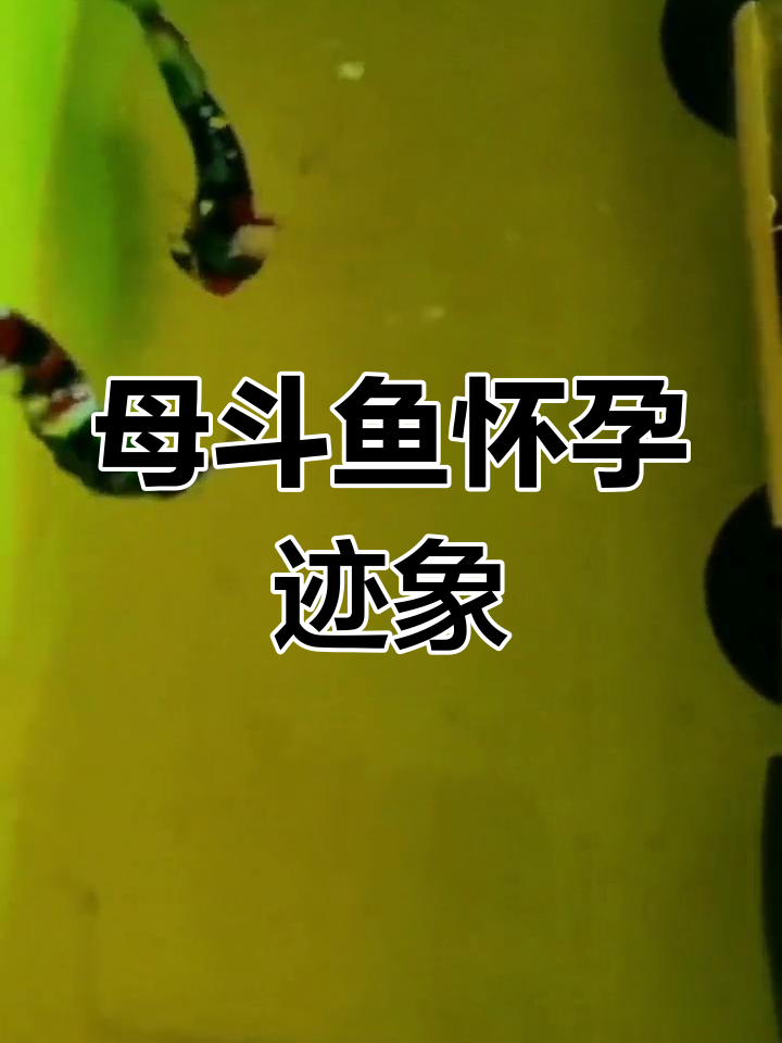 如何判断母斗鱼是否抱卵