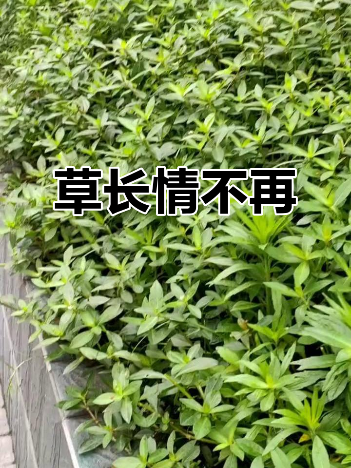 虾子草繁盛,昔日割草人已无欢笑