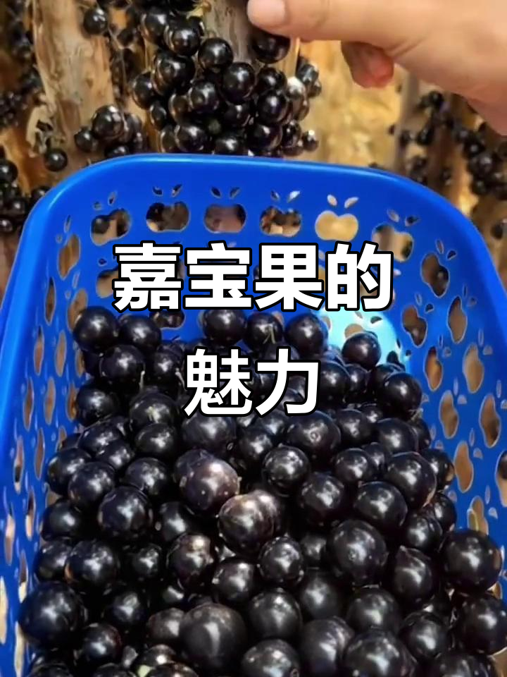 这种独特水果,紫色外皮白色果肉,甜美多汁,老少皆宜