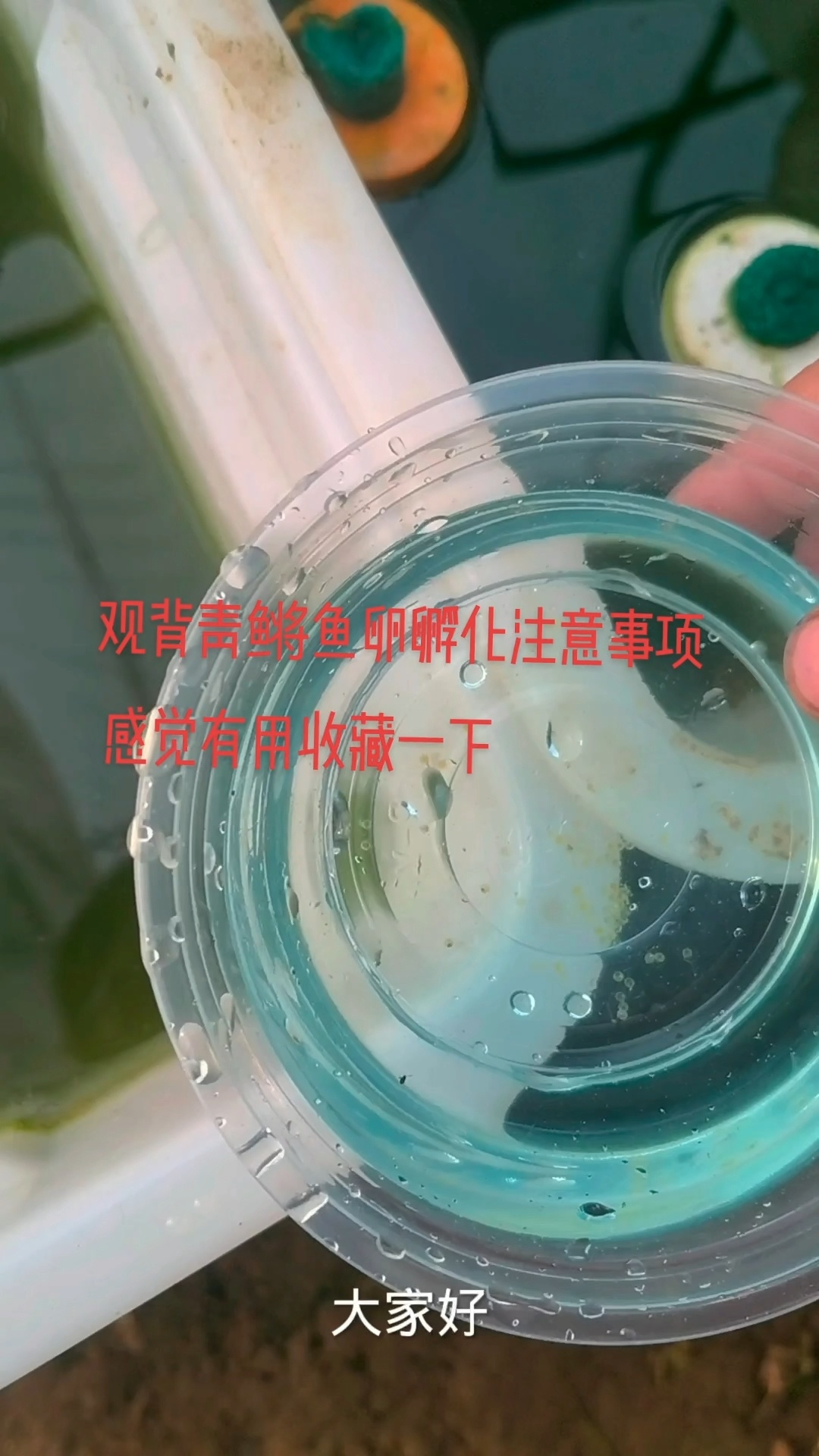 观背青鳉鱼卵孵化注意事项