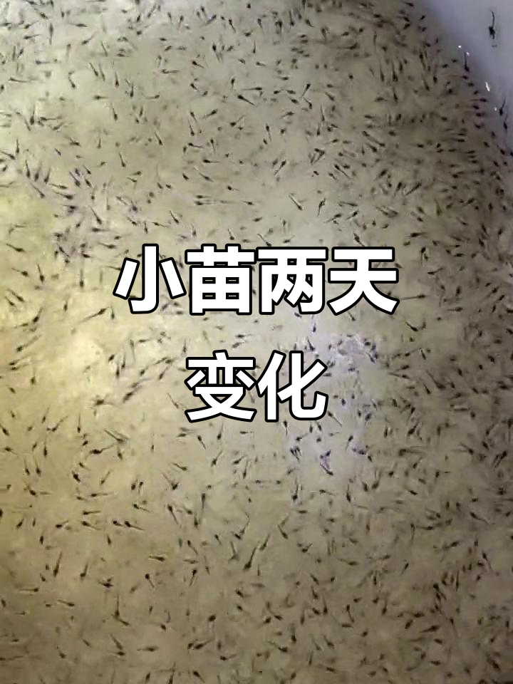 海南泰力虾苗归来,两日小苗成长记