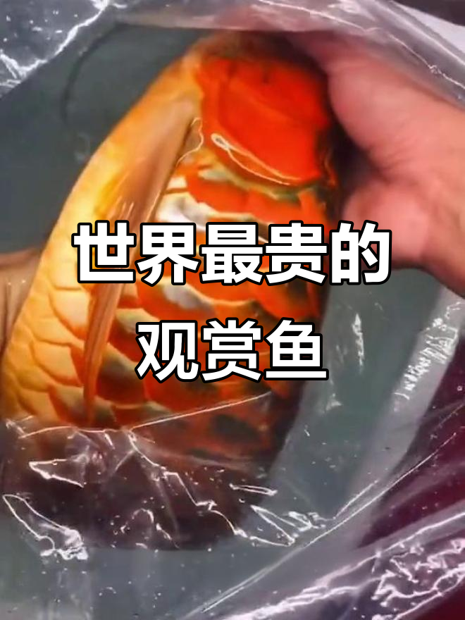 血红龙:创吉尼斯纪录的全球最贵观赏鱼