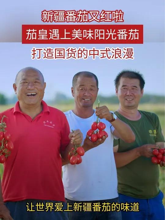 新疆番茄又红啦 茄皇方便面遇见美味阳光番茄,打造国货的中式浪漫 茄皇番茄丰收季新疆站