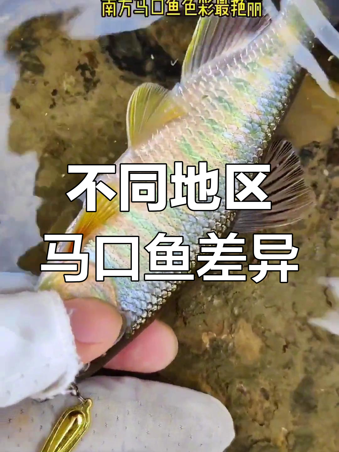 马口鱼品种差异大,色彩决定价值