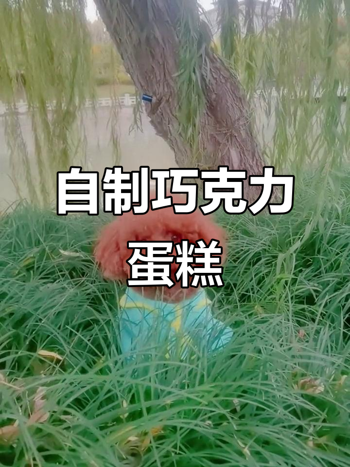 泰迪生日惊喜,巧克力蛋糕DIY大作战