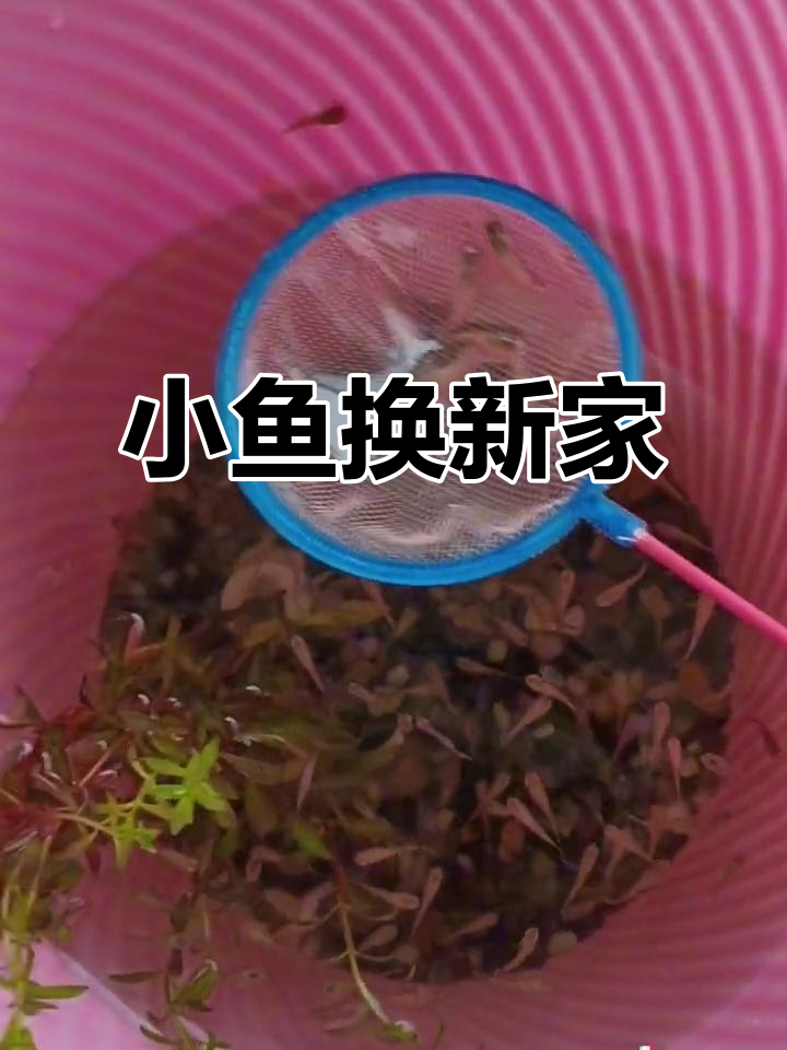 小鱼搬家大作战,新家空间升级!