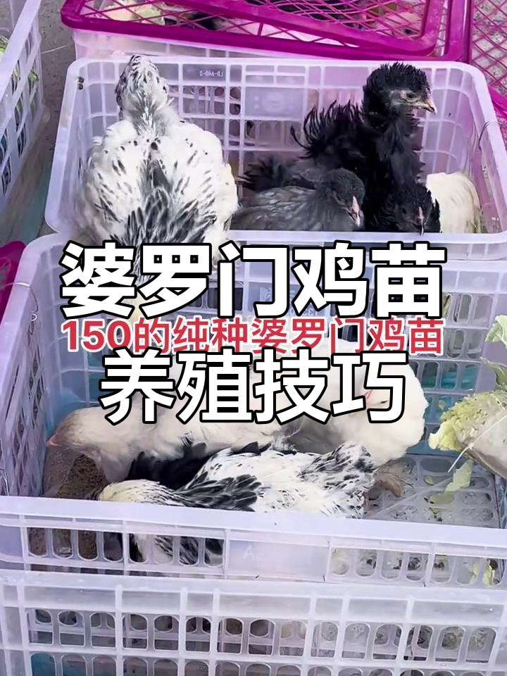 新疆朋友必看!纯种婆罗门鸡苗,温顺又易养