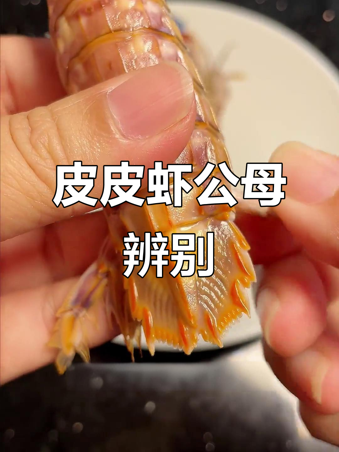如何分辨皮皮虾和虾爬子的公母,技巧大揭秘